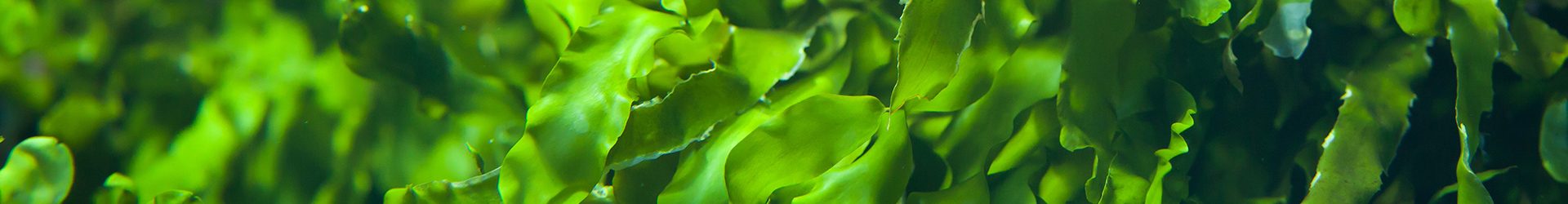 Green seaweed (Ulva compressa). Marine fish.